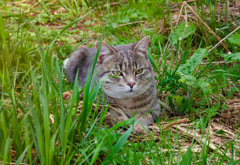 The striped gray cat lies in a grass on a glade. cat's look. Pet for a walk.