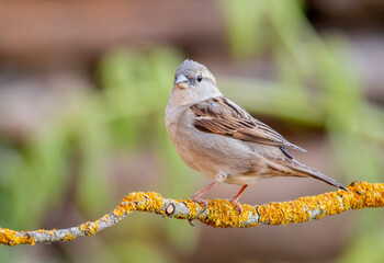 House Sparrow sitting in backyard 