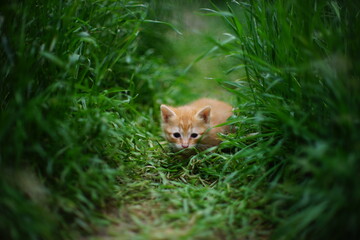 cute red kitten hiding in the green grass of a summer field.
