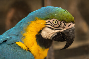 A detail portrait of a yellow-breasted macaw (Ara ararauna) parrot