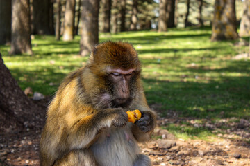 Barbary macaque sitting on the ground