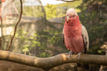A portrait of a cockatoo (Cacatuidae) on the perch in the cage isolated