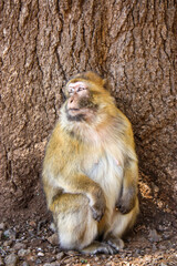 Barbary macaque sitting on the ground