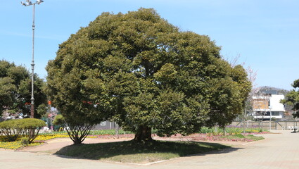 tree in the park