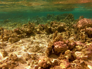 Récif de corail, lagon de Maupiti, Polynésie française	