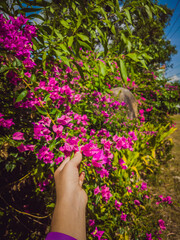 Pink tropical exotic Bougainvillea flower in girl's hand with puple bracelet on a background of blue sky and green leaf. Vintage and faded matt style colour in tinted photo with copy space