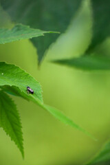 Bug on leaf and Nature its so beautiful