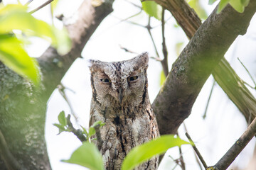 Scops Owl in natural habitat