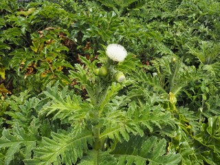沖縄本島最北端の辺戸岬に咲くシマアザミの白い花