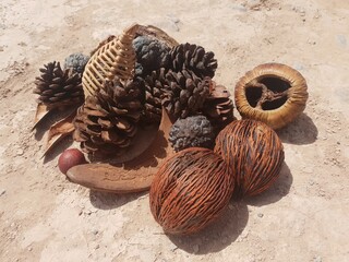 pine cones and nuts