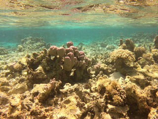 Plongée dans le lagon de Maupiti, Polynésie française	