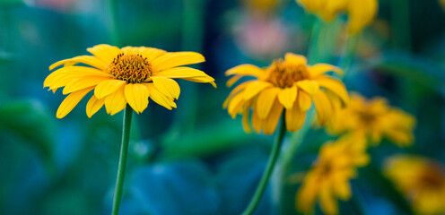 Obraz premium colorful flowers in garden in summer