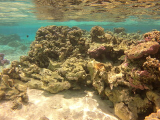 Corail dans le lagon de Maupiti, Polynésie française	