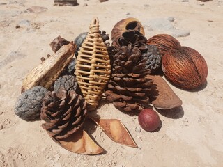 pine cones and nuts