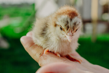 Raising chickens. Environmental education of children during the holidays. A hatched chicken in the hands of a grandmother (farmer) and a child on a blurred background of green grass in summer.
