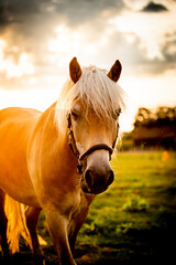 Ein Haflinger im Portrait auf der Koppel