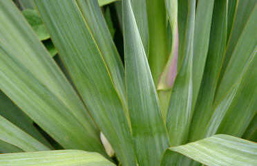 close up of fresh green leaves