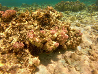 Plongée dans le lagon de Maupiti, Polynésie française	