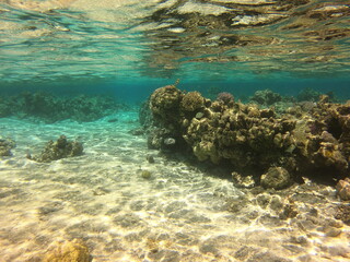 Récif de corail, lagon de Maupiti, Polynésie française	