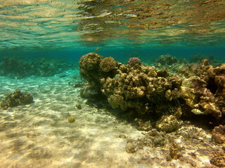 Récif de corail, lagon de Maupiti, Polynésie française	