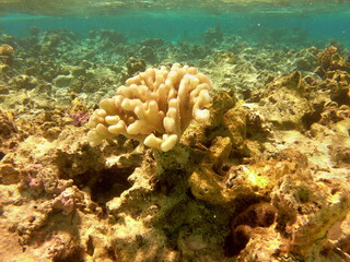 Fototapeta na wymiar Récif de corail, lagon de Maupiti, Polynésie française 