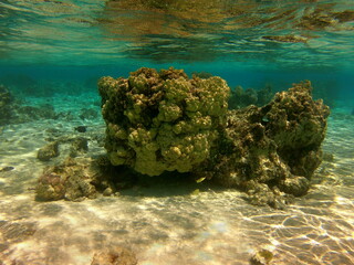 Récif de corail, lagon de Maupiti, Polynésie française	