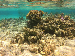 Récif de corail, lagon de Maupiti, Polynésie française	