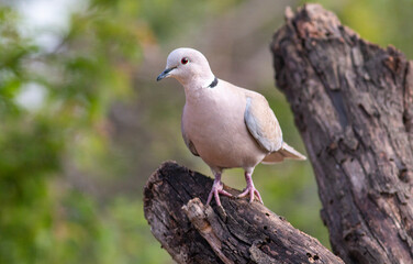 portrait of Collared dove in natural habitat