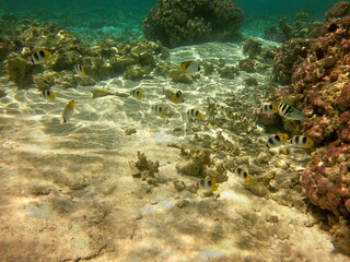Poissons du lagon de Maupiti, Polynésie française	