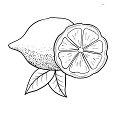 Sketch lemon or lime. Hand drawn vector illustration