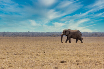 Fototapeta na wymiar A big elephant walking in Namibia