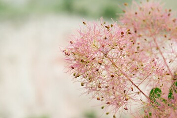 Wildflowers. Multi-colored wildflowers in the garden