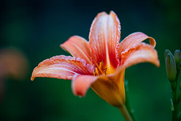 colorful flowers in garden in summer