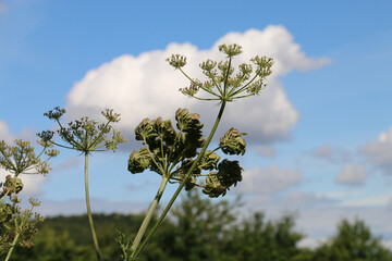 Common Hogweed flower and seed heads, Heracleum sphondylium, Cow Parsnip, Eltrot, side view, countryside and blue sky background