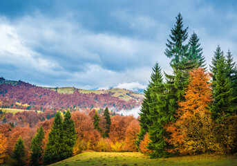 Beautiful majestic landscape with conifer trees on mountain.