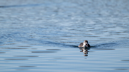 Eurasian coot chick, common coot bird swimming and screaming on mirror blue lake water surface close-up. Wildlife birds watching