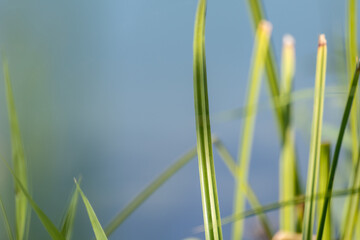 Green grass blades on sunny day with blue water blurred background. Summer vacation relaxation by the river. Greenery close-up