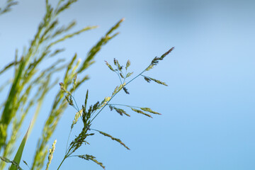 Green grass seeds macro close-up on pure calm blue water blurred background. Summer vacation relaxation by the river