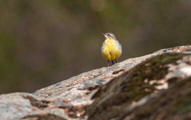 Grey Wagtain sitting on stone in the river