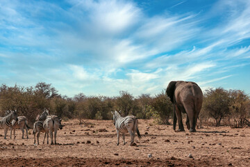 Naklejka na ściany i meble Elephants at a waterhole in Africa