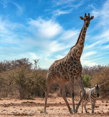 African giraffes on game reserve