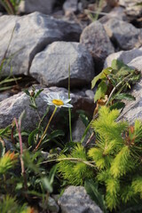 Marguerite et sapin dans la pierre