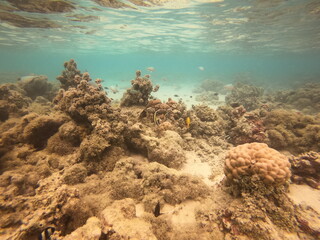 Récif de corail, lagon de Maupiti, Polynésie française