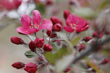 Crimson flowers of a hybrid Apple tree close-up. Malus hybrid Royalty.