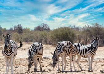 Zebras at a waterhole in Africa - obrazy, fototapety, plakaty