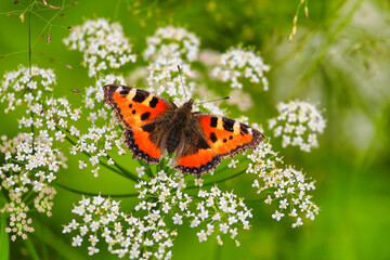 Aglais Urticae, Small Tortoiseshell feeding on Cow Parsley, Anthriscus sylvestris flowers