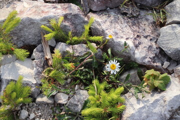Marguerite et sapin dans la pierre