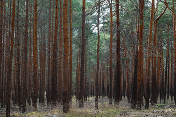Waldkiefern in Brandenburg