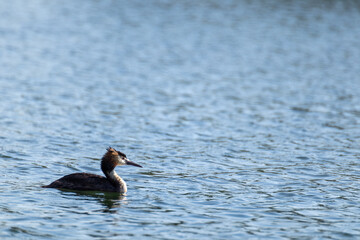 Great crested grebe (Podiceps cristatus) bird swimming on blue water. Water birds on mirror lake water surface. Wildlife birds watching