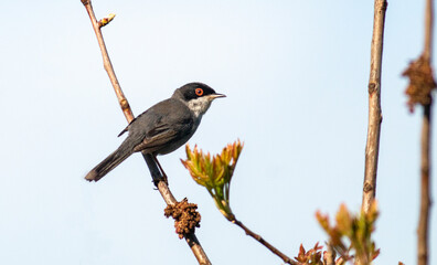 Sardinian Warbler bird in natural habitat